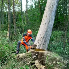 Jak ściąć drzewo w lesie bezpiecznie i zgodnie z prawem