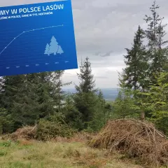 Czy można posadzić drzewo w lesie? Oto ważne informacje i zasady