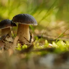 Dlaczego w lesie nie ma grzybów? Odkryj zaskakujące przyczyny