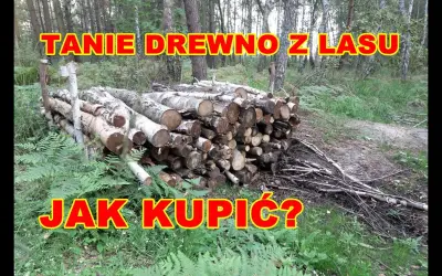 Po ile drzewo w lesie - poznaj wiek drzew i zasady wycinki