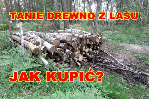 Po ile drzewo w lesie - poznaj wiek drzew i zasady wycinki