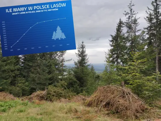 Czy można posadzić drzewo w lesie? Oto ważne informacje i zasady