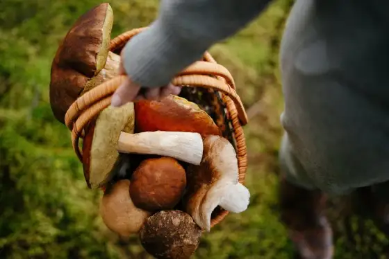 Grzybobranie dla początkujących: Jak zbierać grzyby bezpiecznie?